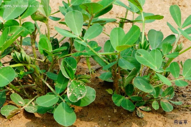 植物文化：花生的起源与传播历史