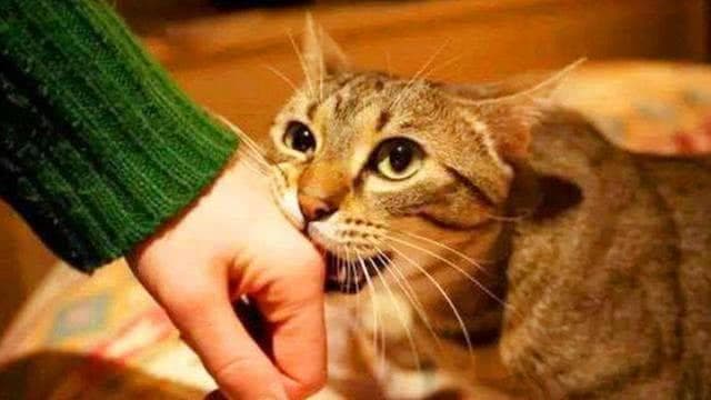 纠正猫咪咬人行为，耐心训练是关键。