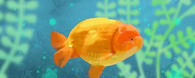 60的缸能养多少条兰寿，怎么养