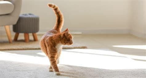猫咪尾巴抖动的秘密：解读猫咪情绪的专属语言