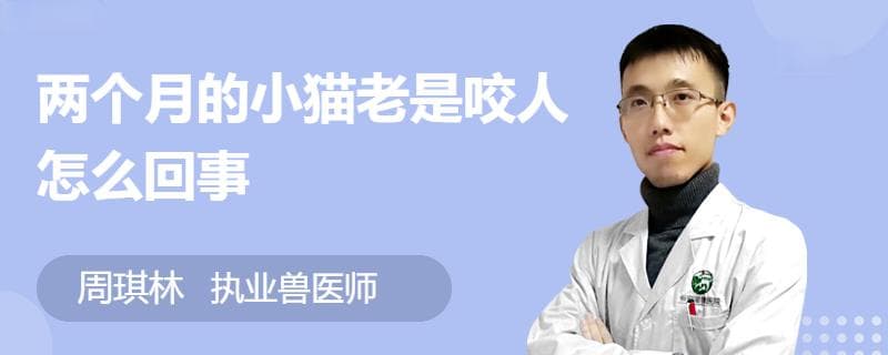 两个月的小猫老是咬人怎么回事