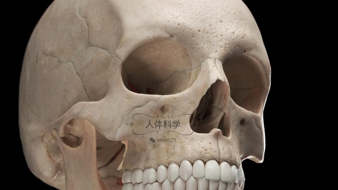 人体骨骼系统：支撑生命的精妙结构