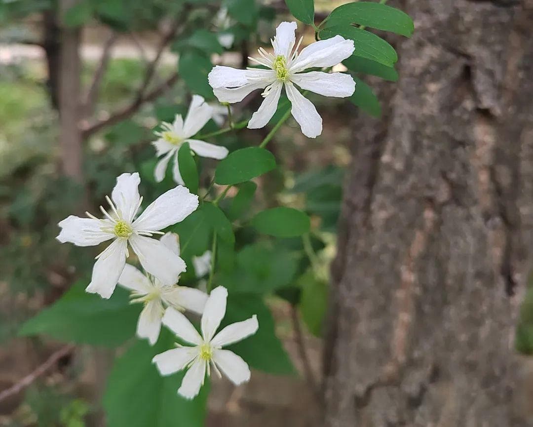 植物分类学：一门被误解的深度科学
