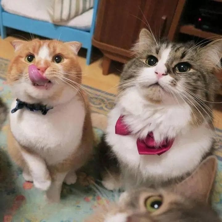 要想猫咪生活幸福？多做这10件事，提高猫的“幸福指数”