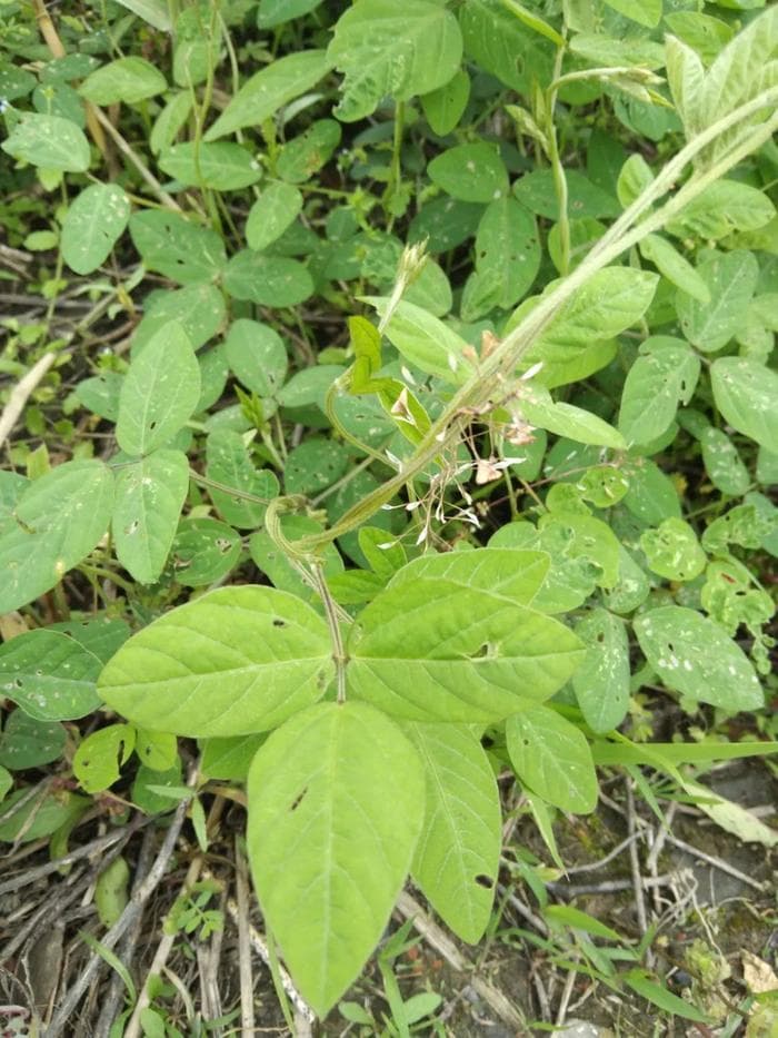 上海发现野生大豆！这颗"国宝级"植物有何价值？