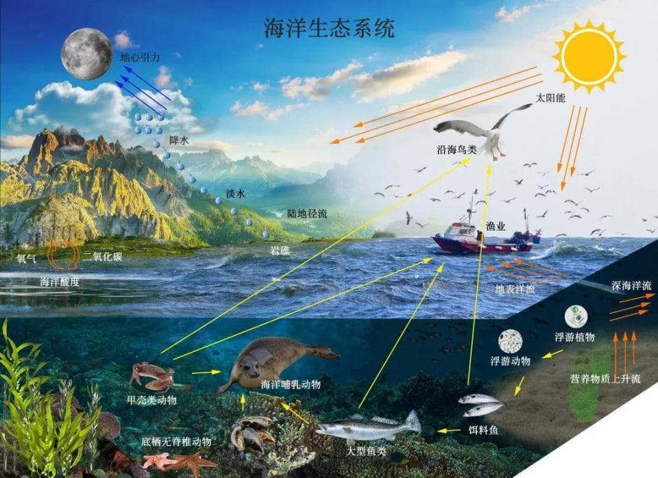 海洋科普 | 什么是海洋生态系统？有哪些值得我们关注的典型呢？