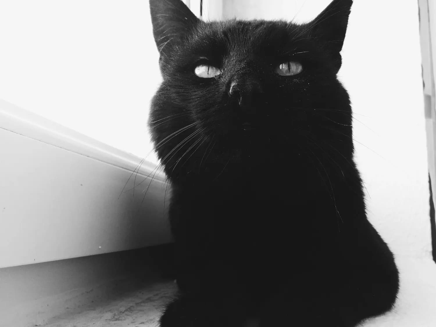 《黑猫警长》里的“爱情”竟是悲剧？揭秘螳螂吃配偶真相