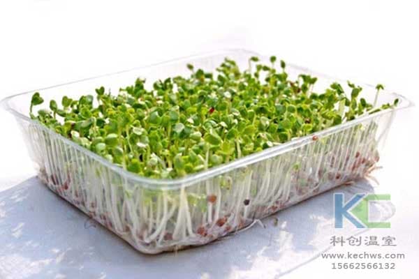 萝卜芽苗菜无土栽培播种后的管理简单介绍