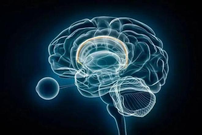 Nature突破性发现：大脑的内部时钟受到一种以前未被认识到的方式的影响