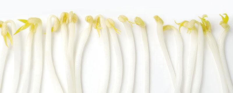 豆芽怎么保存过夜不会坏 豆芽可以放冰箱几天
