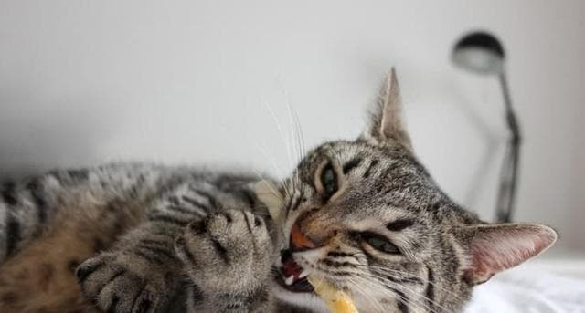 猫咬人行为的原因与应对方法（揭秘猫发火乱咬背后的真相，为您提供有效的解决方案）