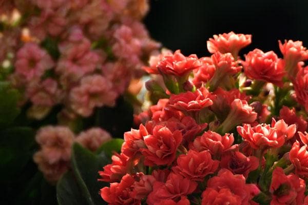 立春节气简介，立春日期计算公式
