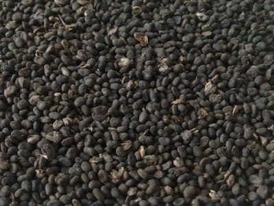 补骨脂：传统与现代功效全解析