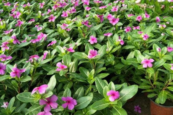 长春花几月份播种最好？
