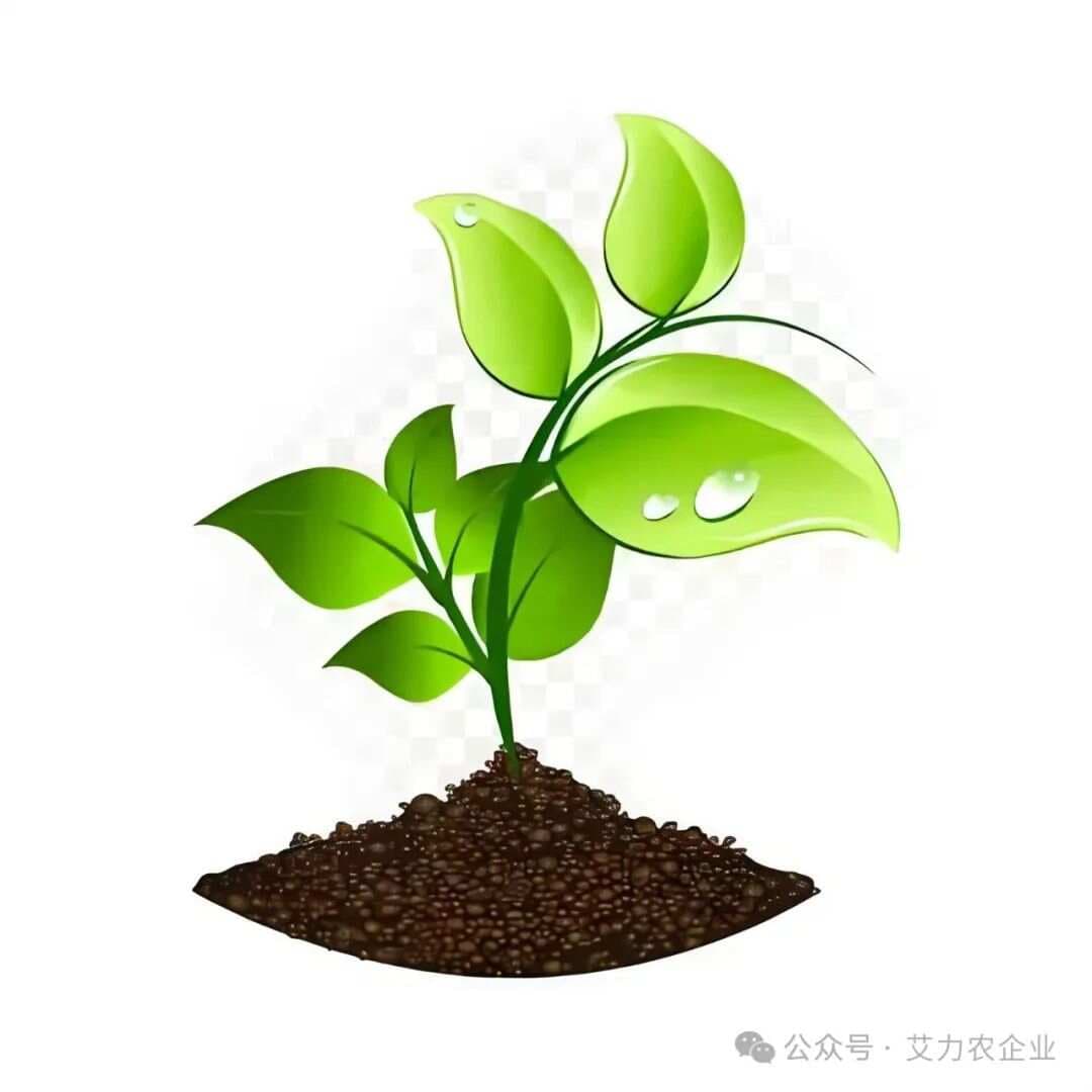 蔬菜种植时间全攻略