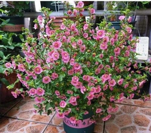 富贵牡丹、高雅兰花、坚韧菊花：传统镇宅之宝的文化解读