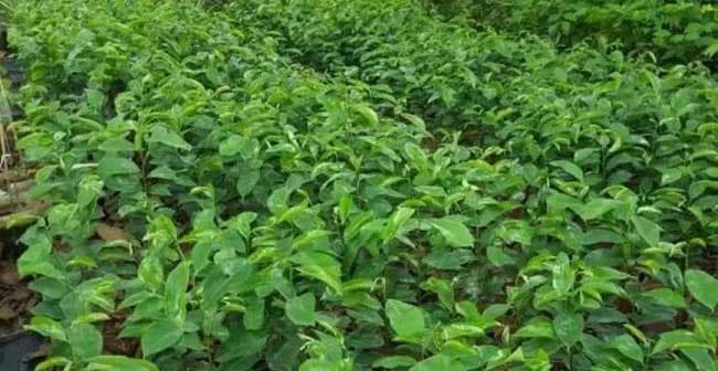如何种植荔枝树？从选择到收获，教你一步步种植荔枝树