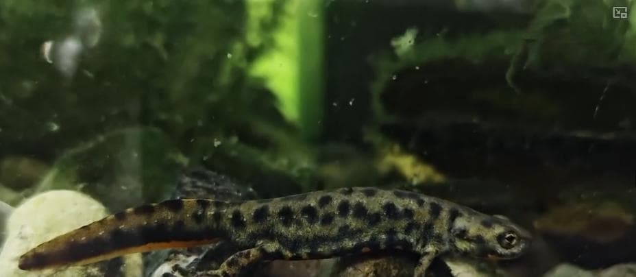 新物种+1，新发现！保护生物多样性 绘就美丽生态新画卷