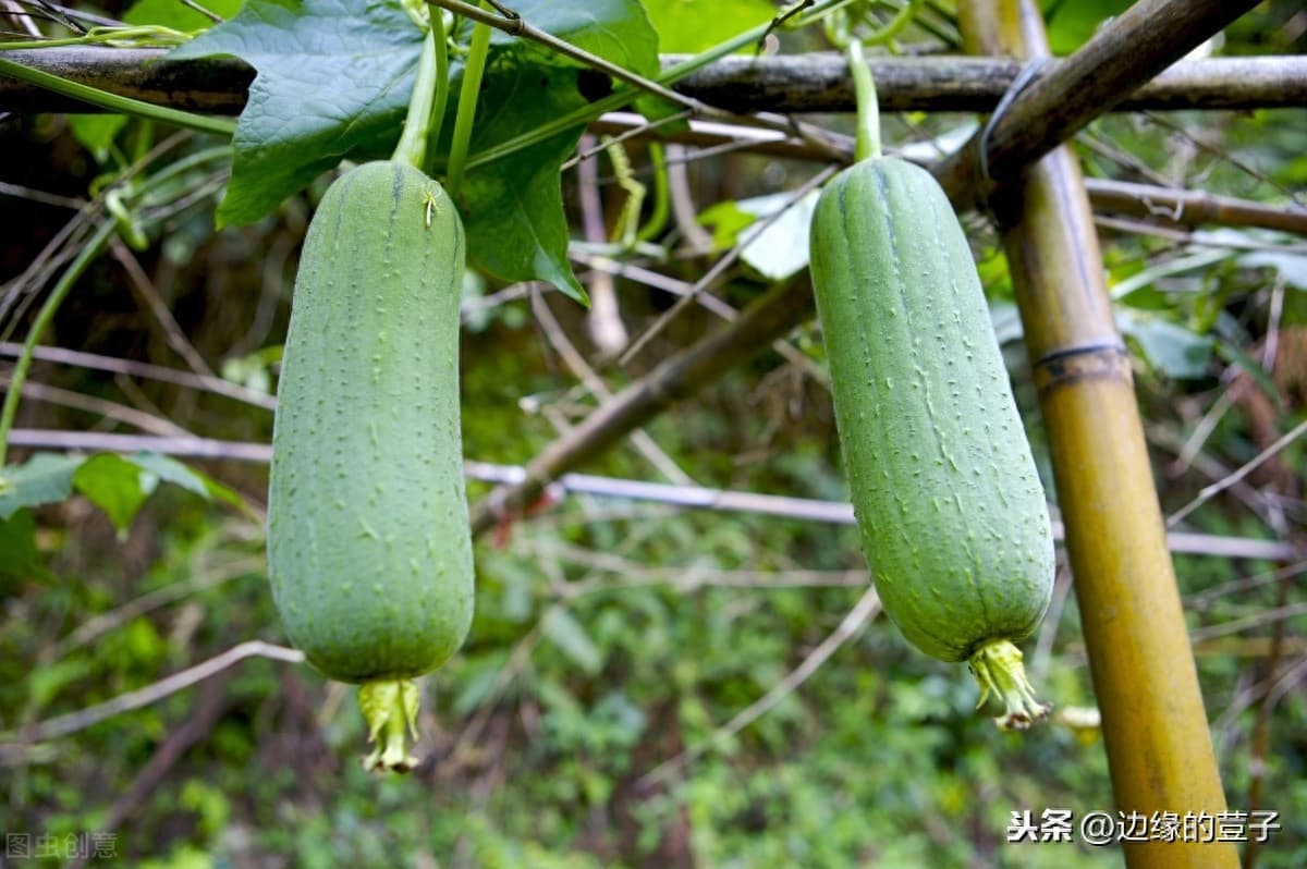 丝瓜什么时候种植？三种主要栽培方式详解