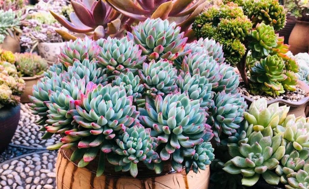 生菜的光照要求及种植技巧（喜阳光的品种、喜阴遮荫的技巧和注意事项）