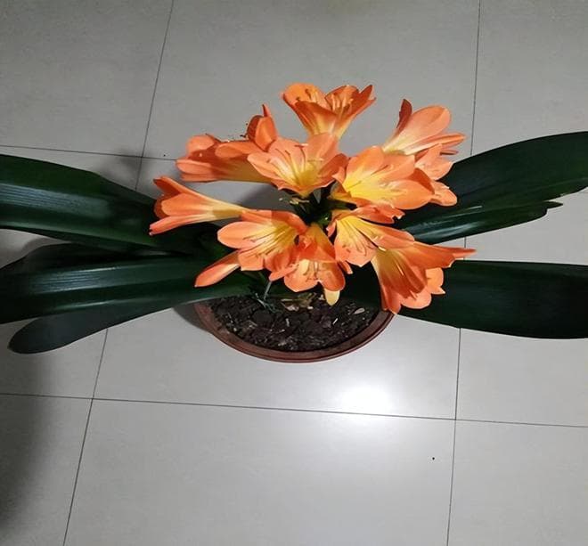 牛奶可以浇花做肥料吗？一篇文章帮你彻底搞懂