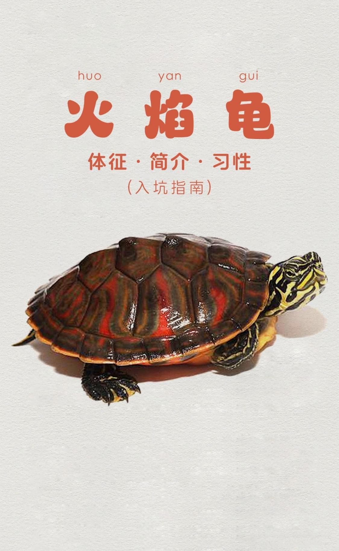 新手必读：火焰龟饲养完全指南