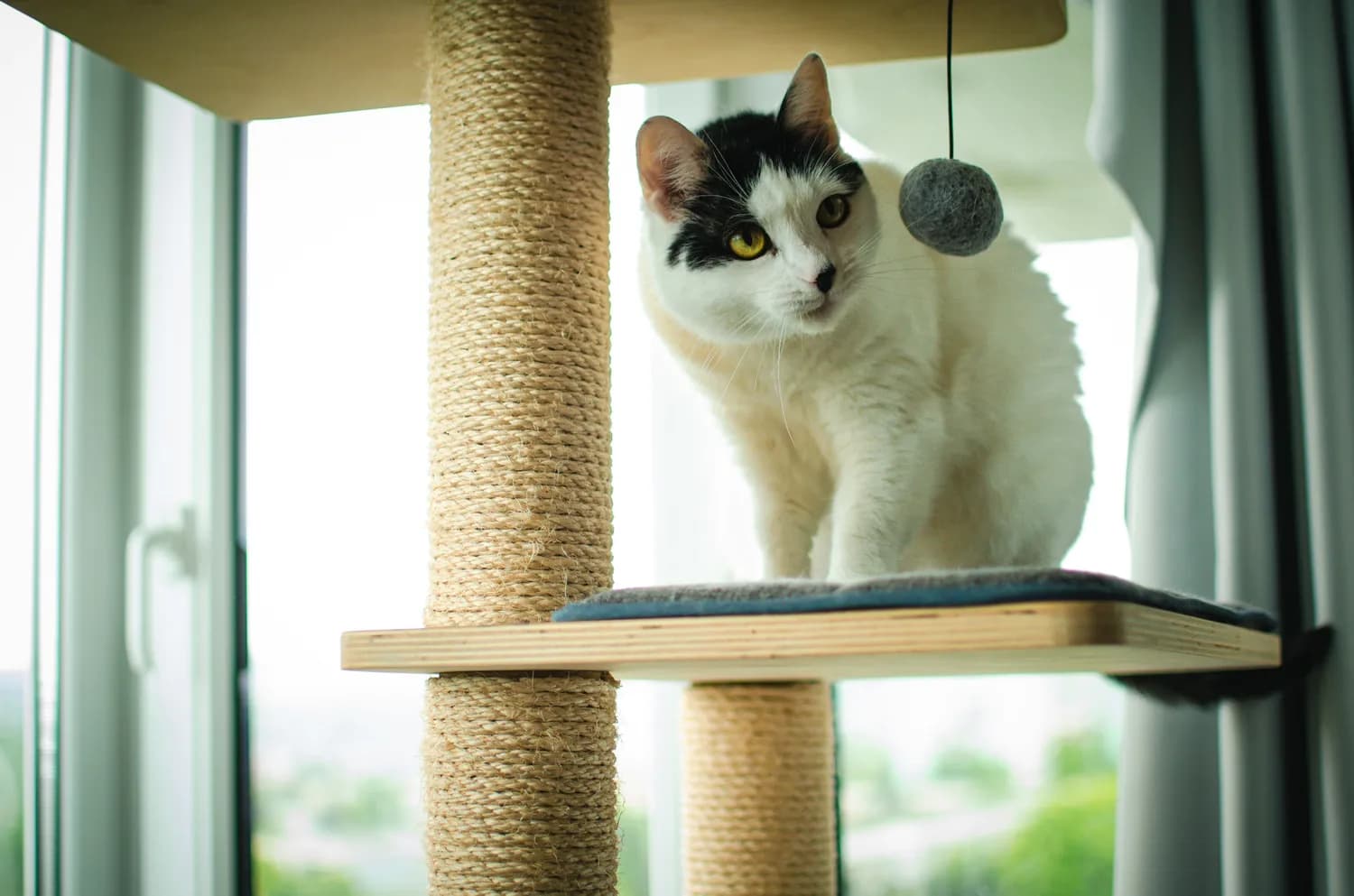 猫咪天性揭秘：打造完美猫咪乐园