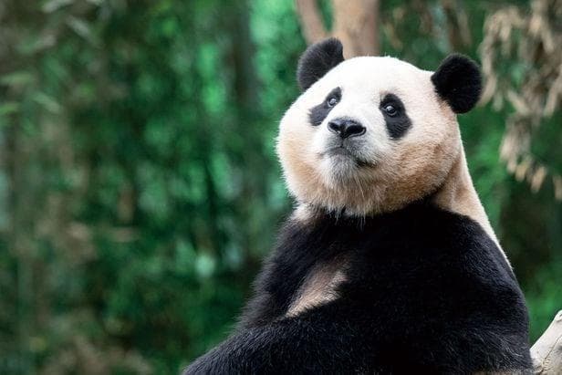 韩民众请求政府向中国续租大熊猫“福宝”，韩政府相关部门将讨论