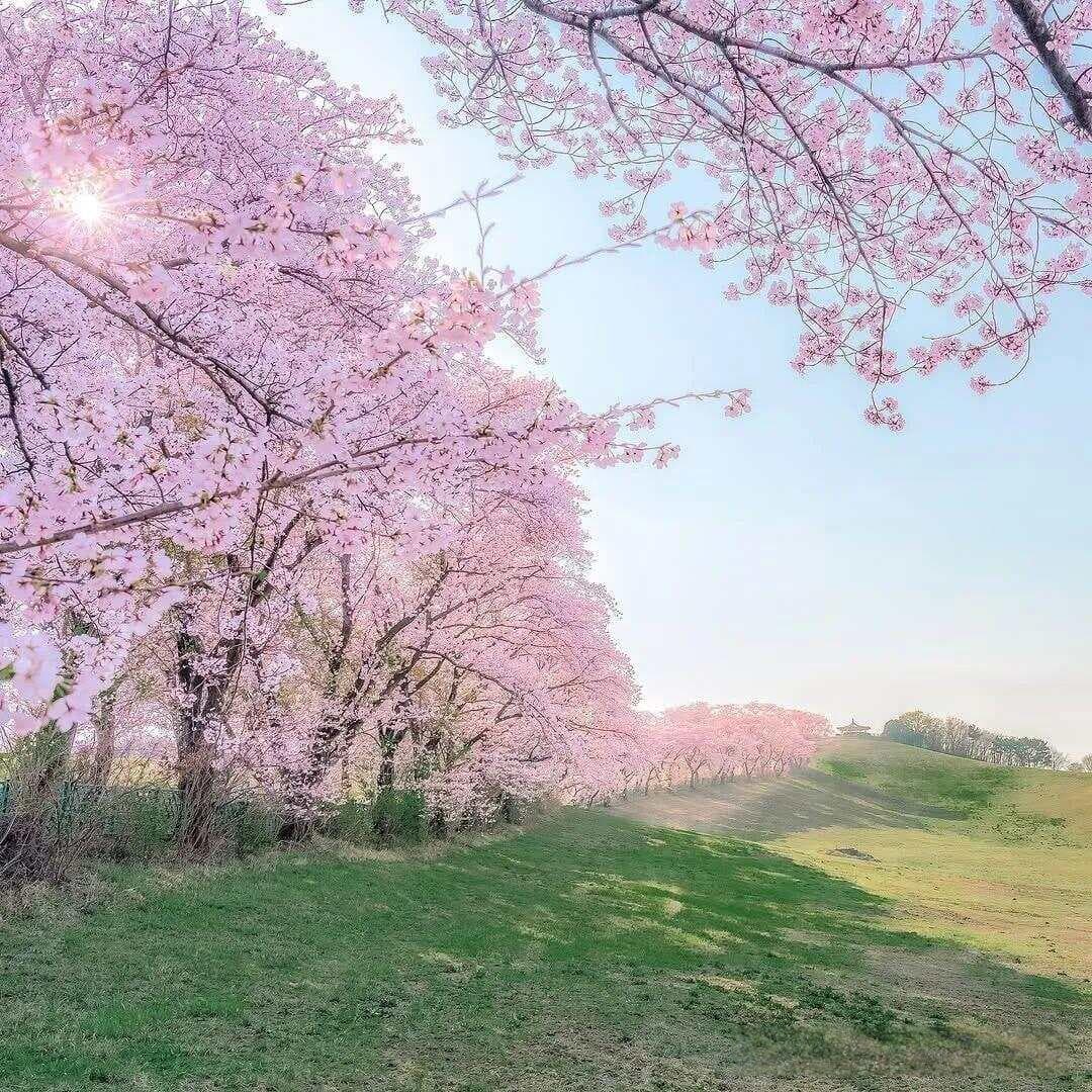 春日摄影必学！7个风景拍照技巧，手机轻松拍出壁纸级大片