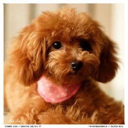 泰迪犬芒果过敏怎么办？症状处理与预防全攻略
