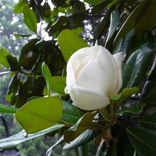 东莞市花是什么花？