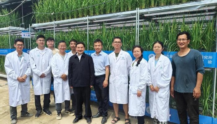 我国沙漠温室快速繁育水稻首次试种成功