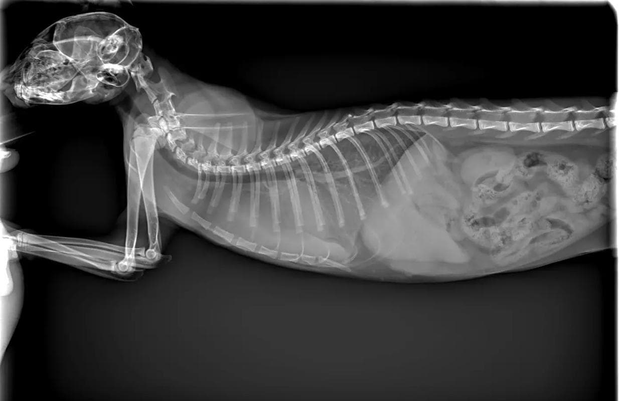 猫传染性腹膜炎（Feline Infectious Peritonitis）