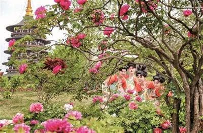 洛阳：新场景新业态上新 邀您共赴牡丹盛会