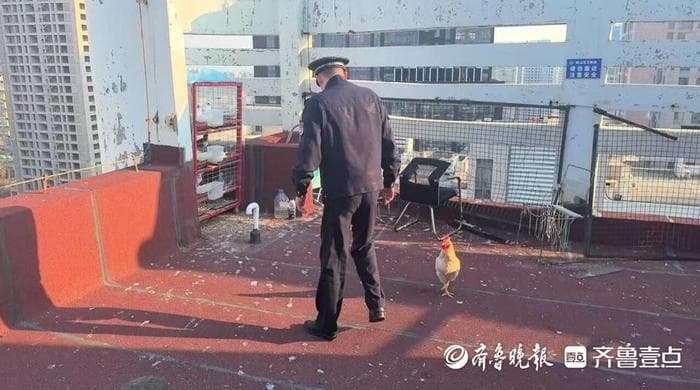 楼顶养了一群鸽子还有一只鸡，住户受不了了！