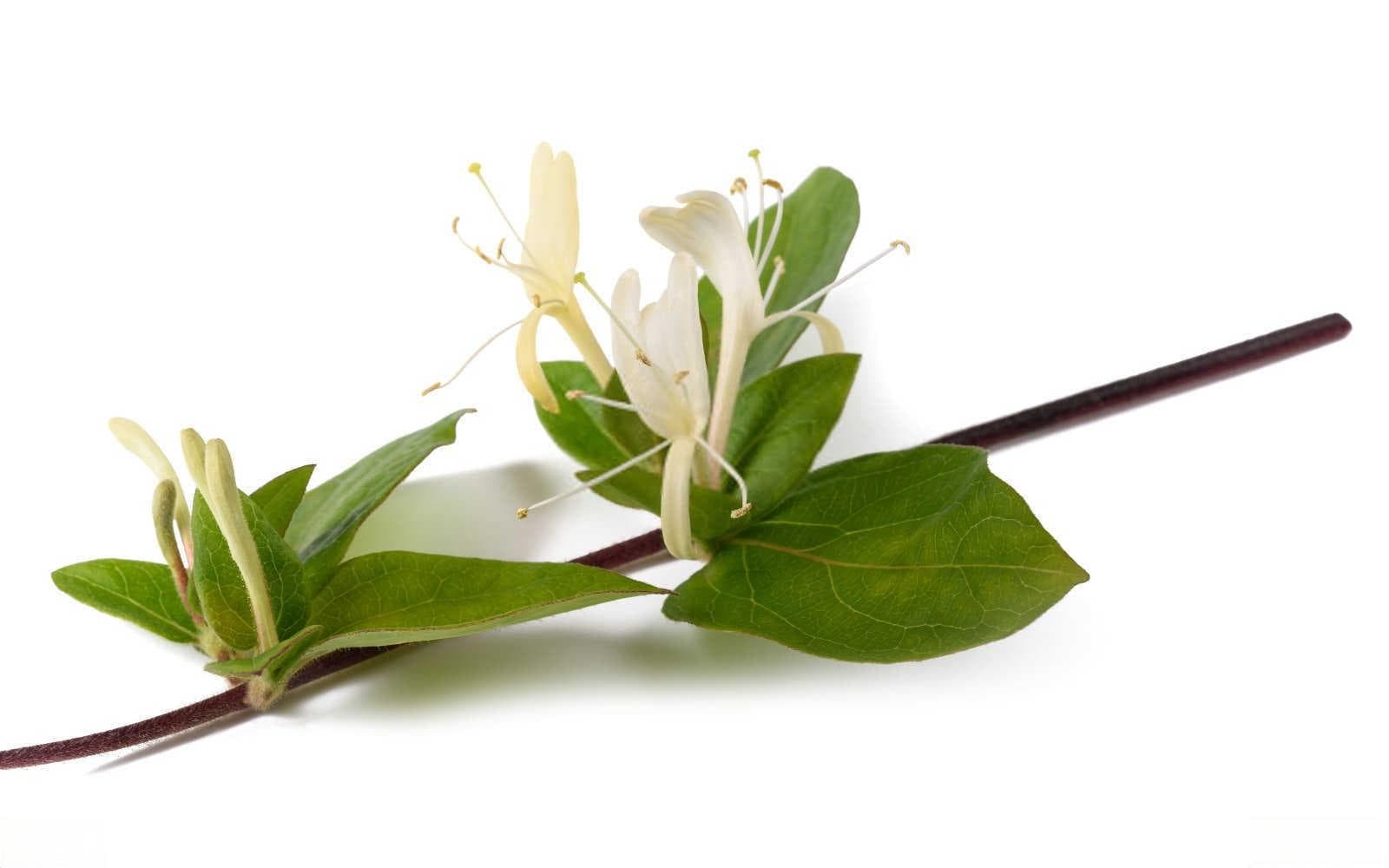 守护绿意盎然：金银花芳香木蠹蛾的综合防治策略