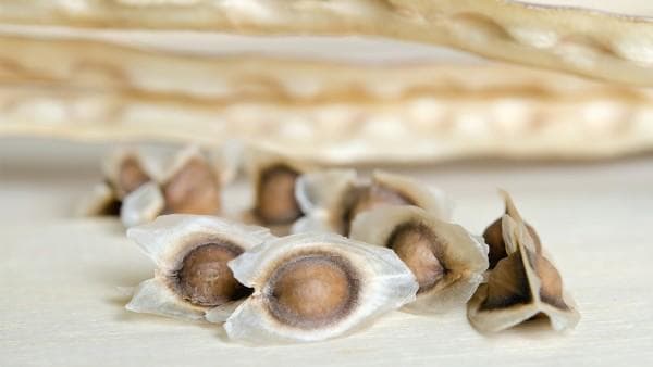 2型糖尿病患者福音：辣木籽能否食用？营养师解析健康饮食指南