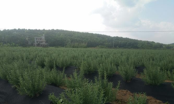 迷迭香的种植与管理技巧（掌握迷迭香种植的最佳时间和方法）