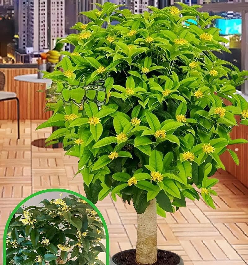 如何养护盆栽桂花树（桂花树盆栽的日常养护与注意事项）