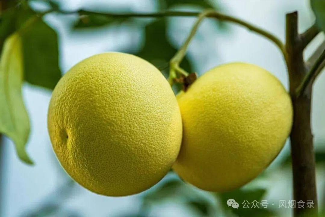 全国哪的“柚子”最好吃？经过评选，这10个地方上榜，有你家乡吗