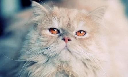 猫咪能吃西兰花吗？营养丰富但需适量