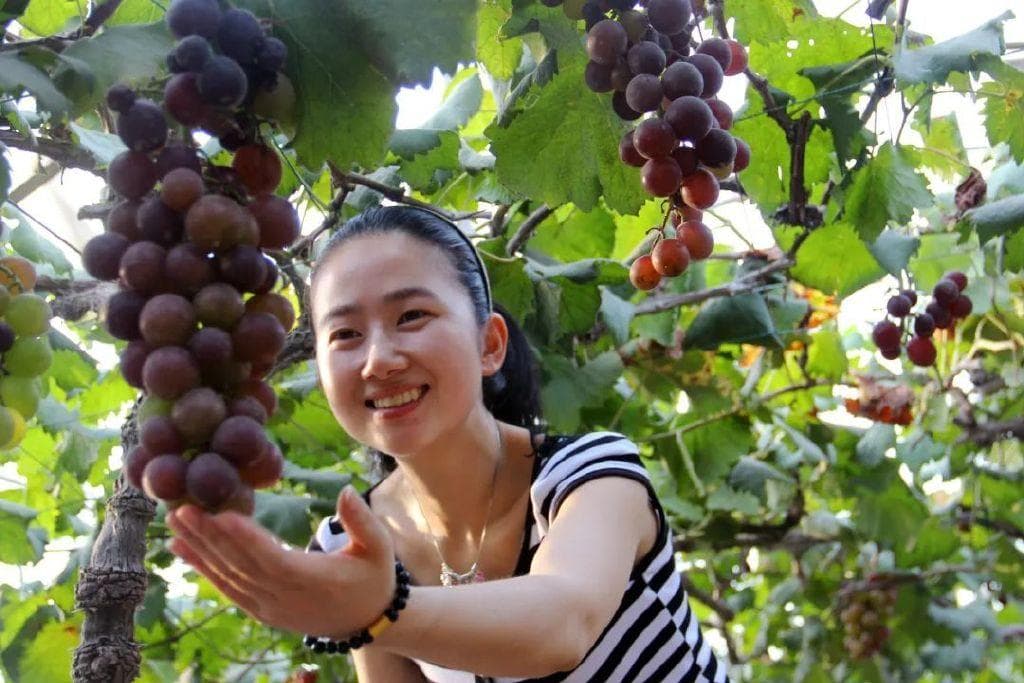 9种花青素“王者”食物，蓝莓只排第6名！