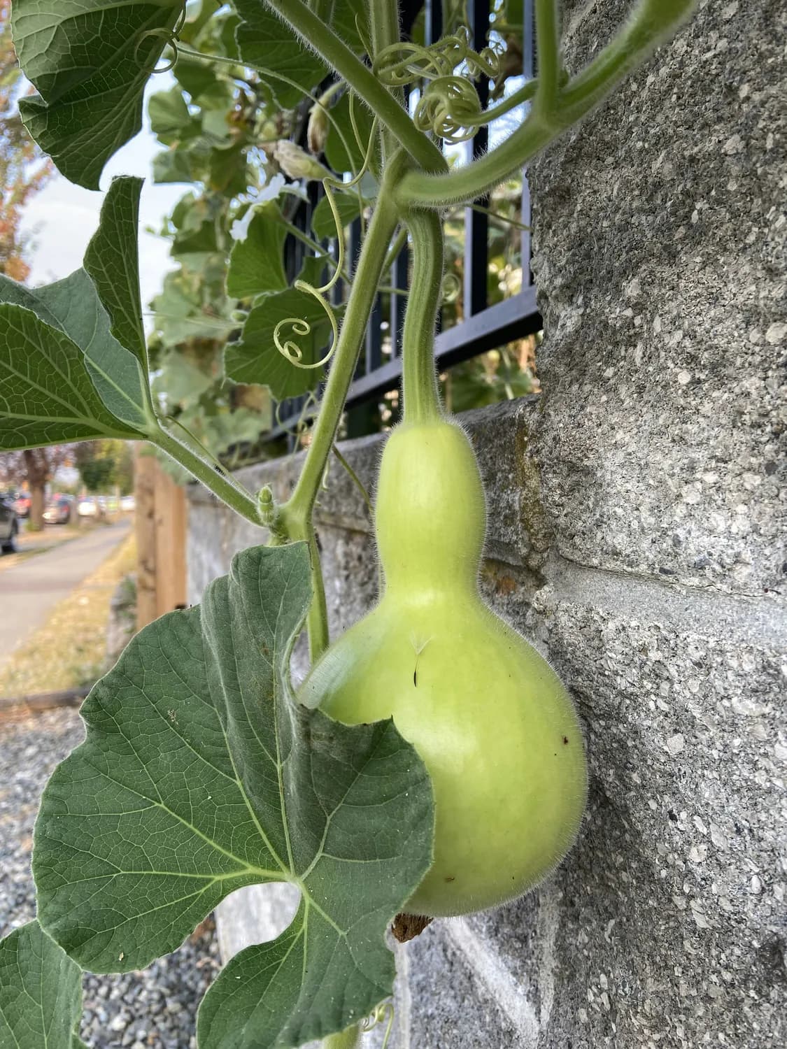 秋季葫芦种植指南：从零开始种出丰收果实