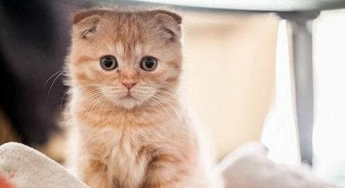 猫咪几岁不宜生育，关爱宠物健康！