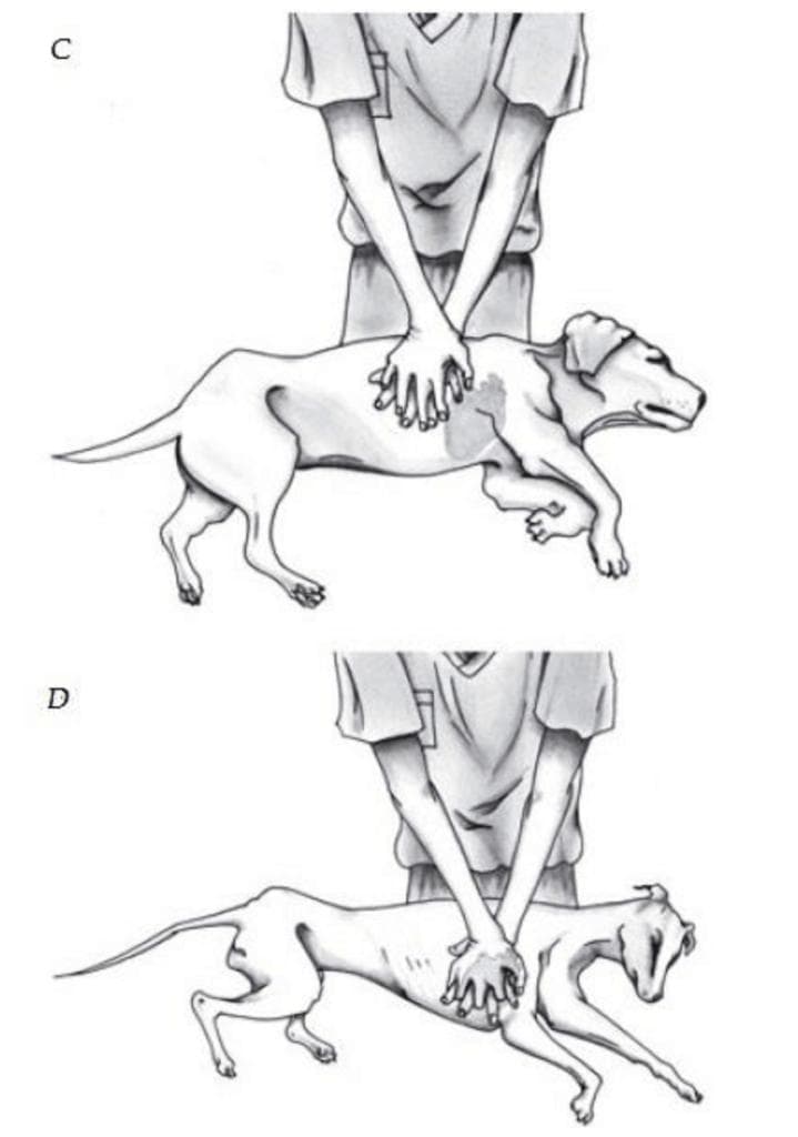 宠物休克急救指南：兽医详解犬猫CPR关键步骤与要领