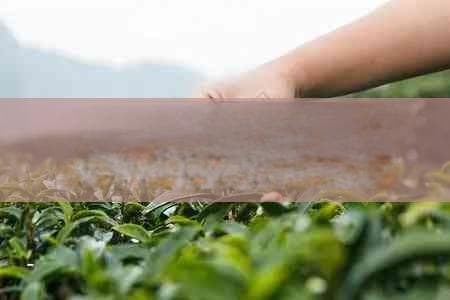 改善皮肤粗糙：茶饮与护肤建议全方位指南