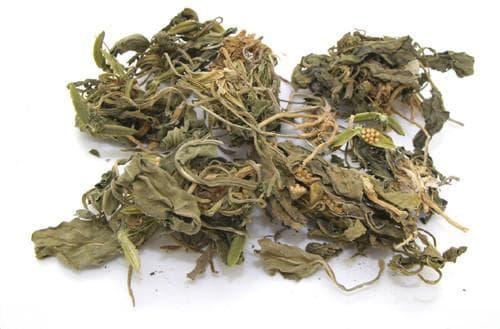 紫花地丁：清热解毒的中药材