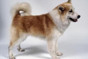 冰岛牧羊犬：源自冰岛的独特犬种