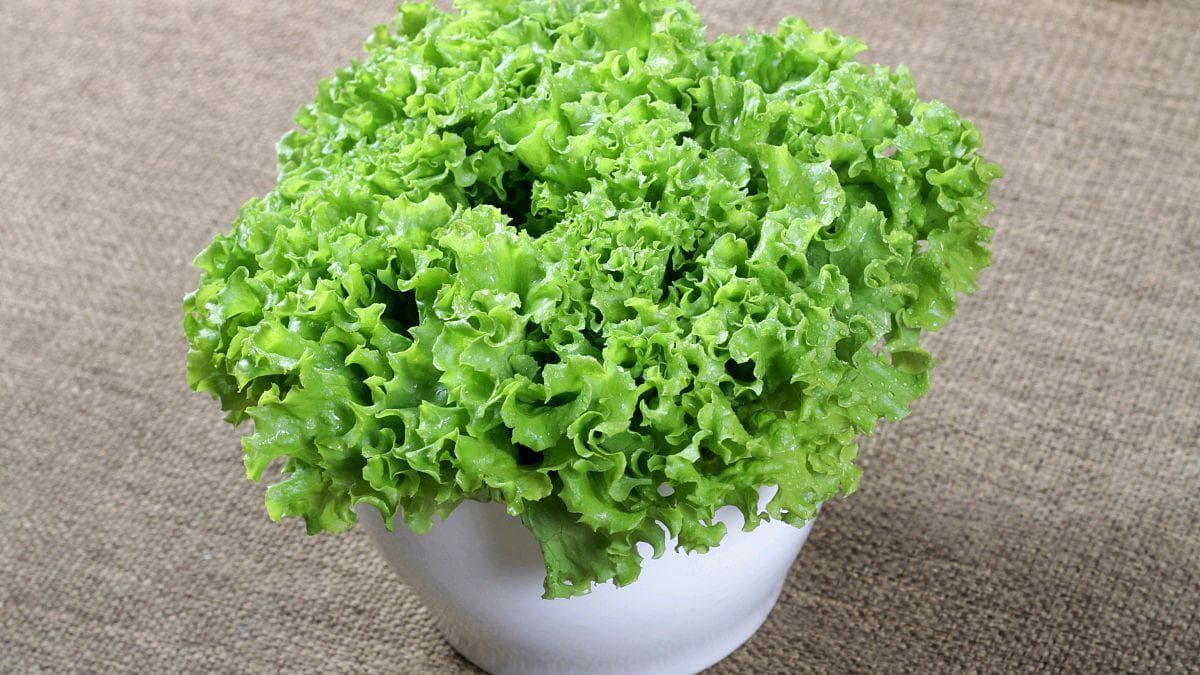 低卡又营养，生菜的5种健康吃法详解