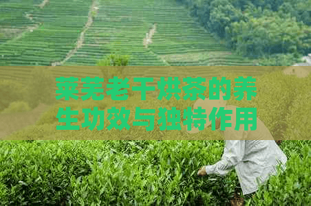 莱芜老干烘茶的养生功效与独特作用揭秘